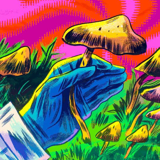 Shrooms Near Me
