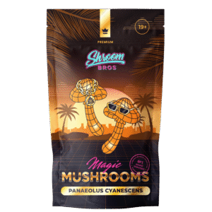 Panaeolus Cyanescens Magic Mushroom